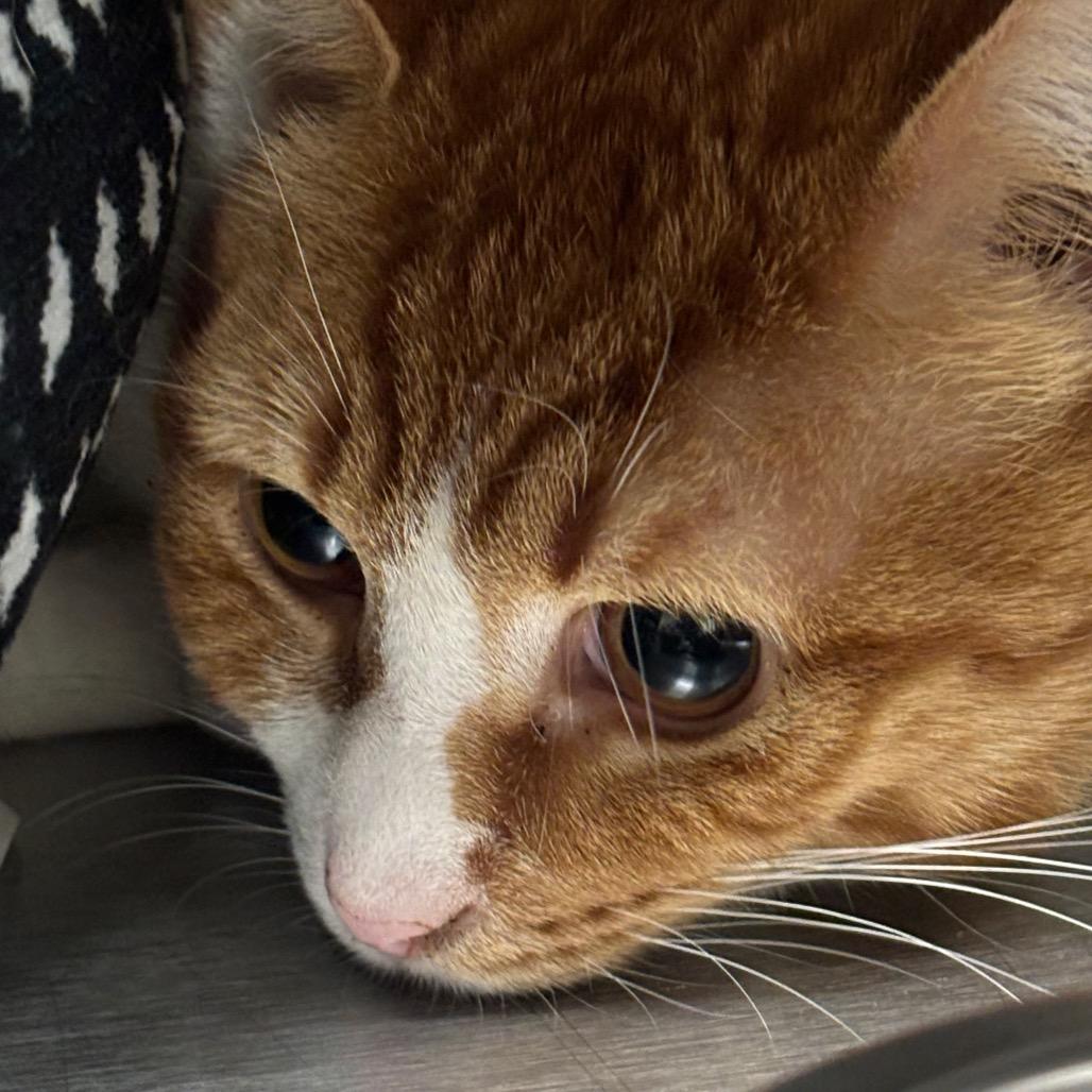 Enlarge Sullivan 28C25, a Adoptable Domestic Short Hair in Napoleon, OH image 4/6