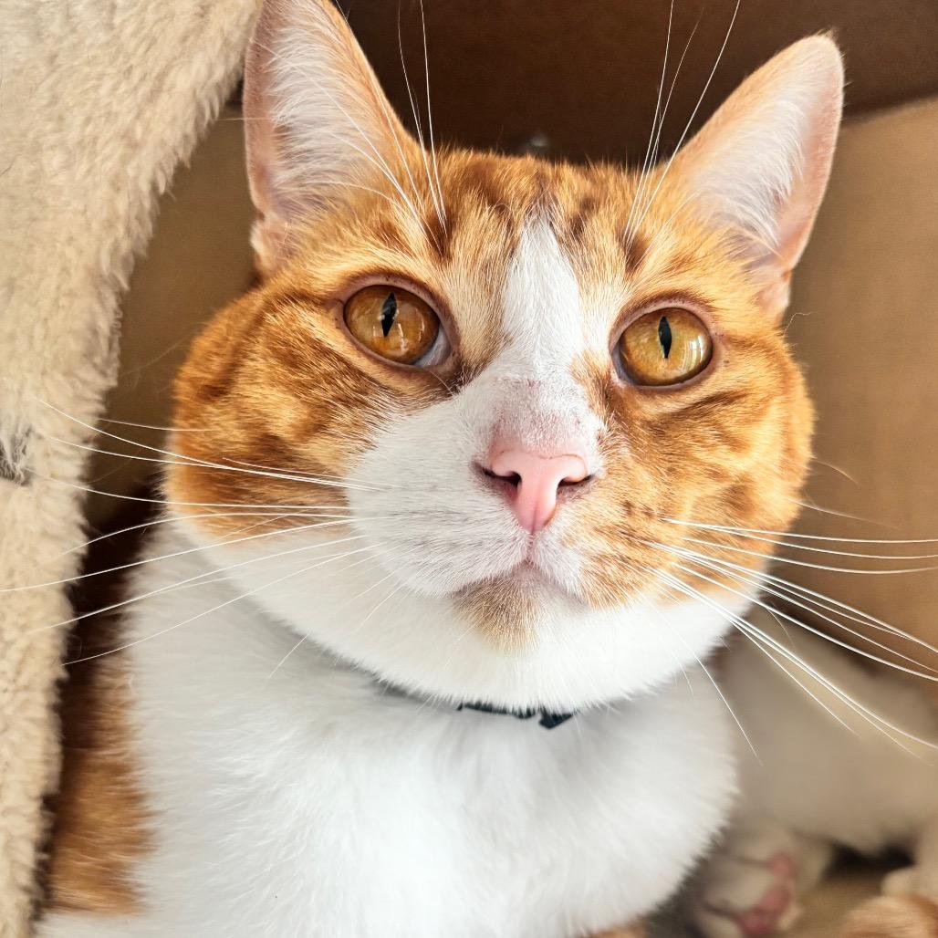Sullivan 28C25, a Adoptable Domestic Short Hair in Napoleon, OH image 4/6