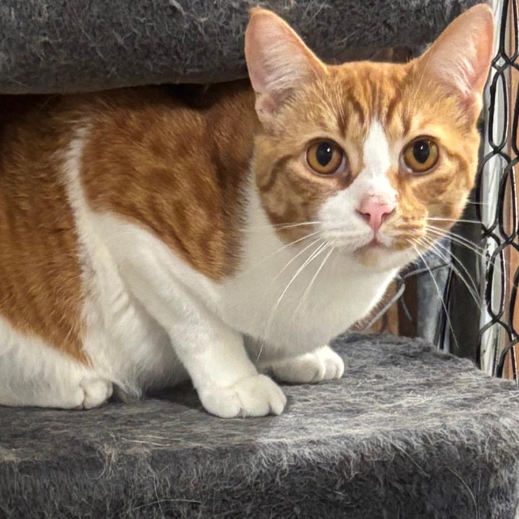 Enlarge Sullivan 28C25, a Adoptable Domestic Short Hair in Napoleon, OH image 5/6