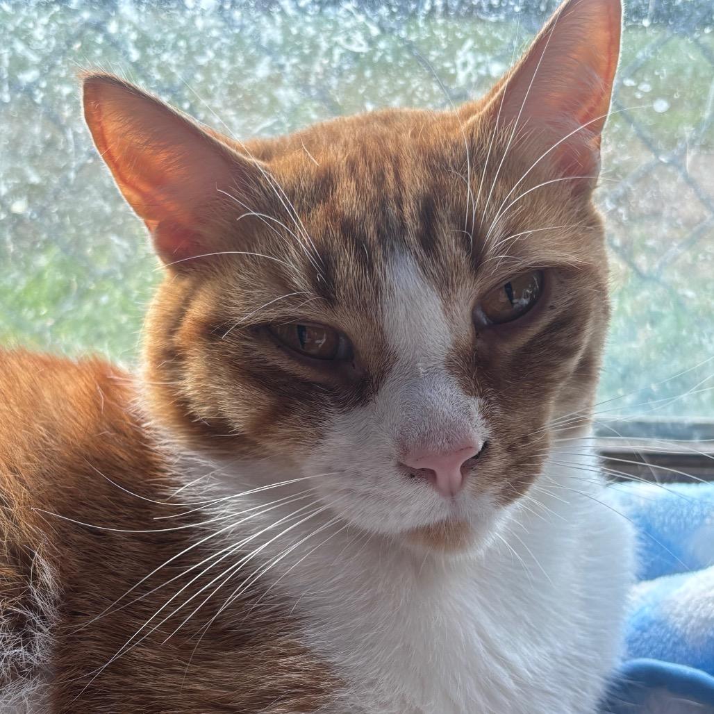 Enlarge Sullivan 28C25, a Adoptable Domestic Short Hair in Napoleon, OH image 6/6