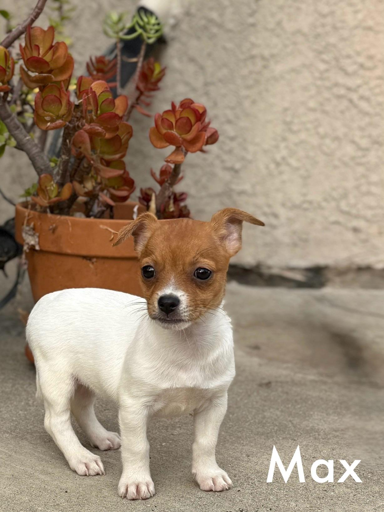 https://www.petfinder.com/dog/max-shes-chatty-and-adventurous-79738375/ca/irvine/pet-aid-usa-ca3349/?referrer_id=695155d0-c0e2-4f0a-820e-c25d95199e10&utm_source=api&utm_medium=partnership&utm_content=695155d0-c0e2-4f0a-820e-c25d95199e10