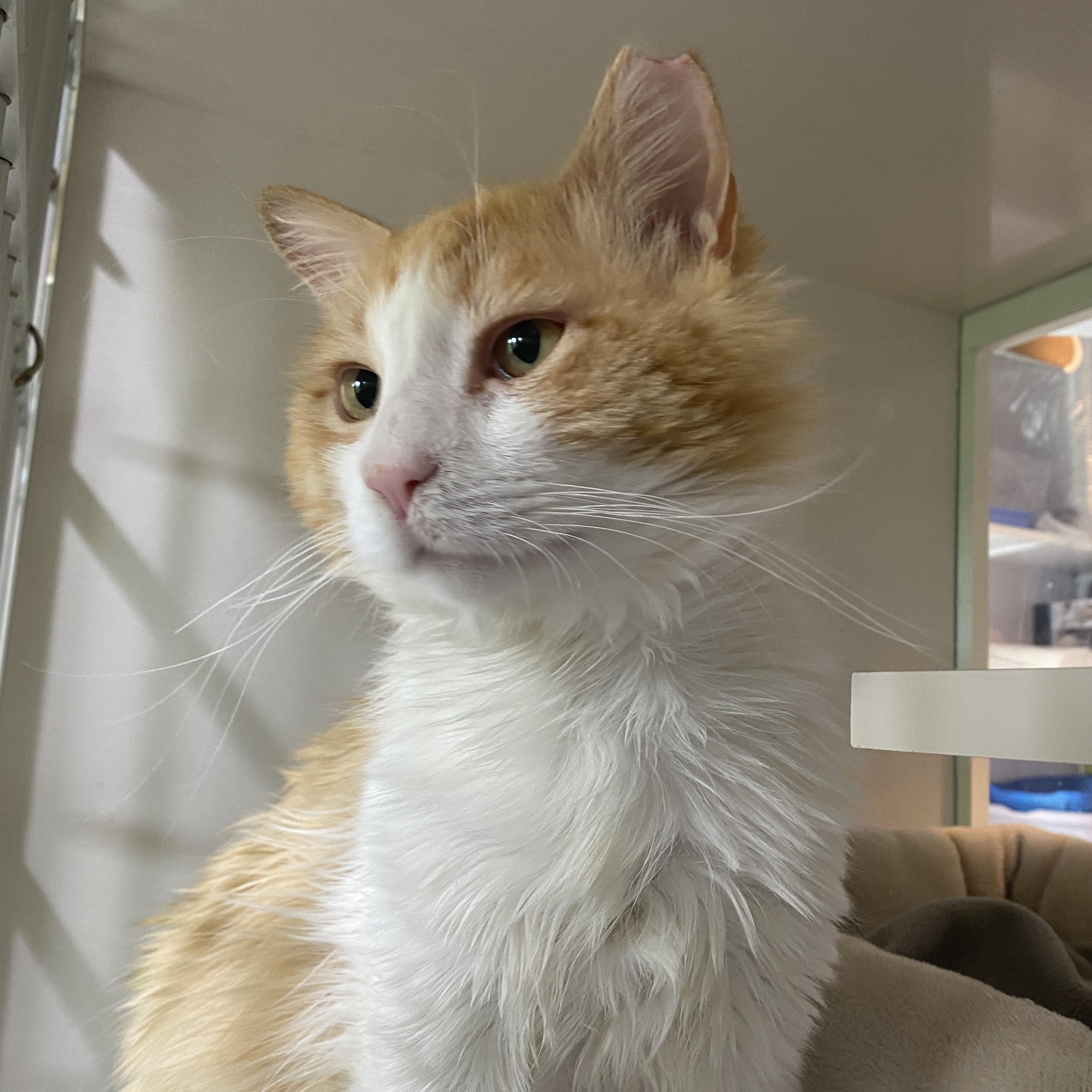 Mr. Fuzz Pants , a Adoptable Domestic Medium Hair in Salisbury, MA image 1/6