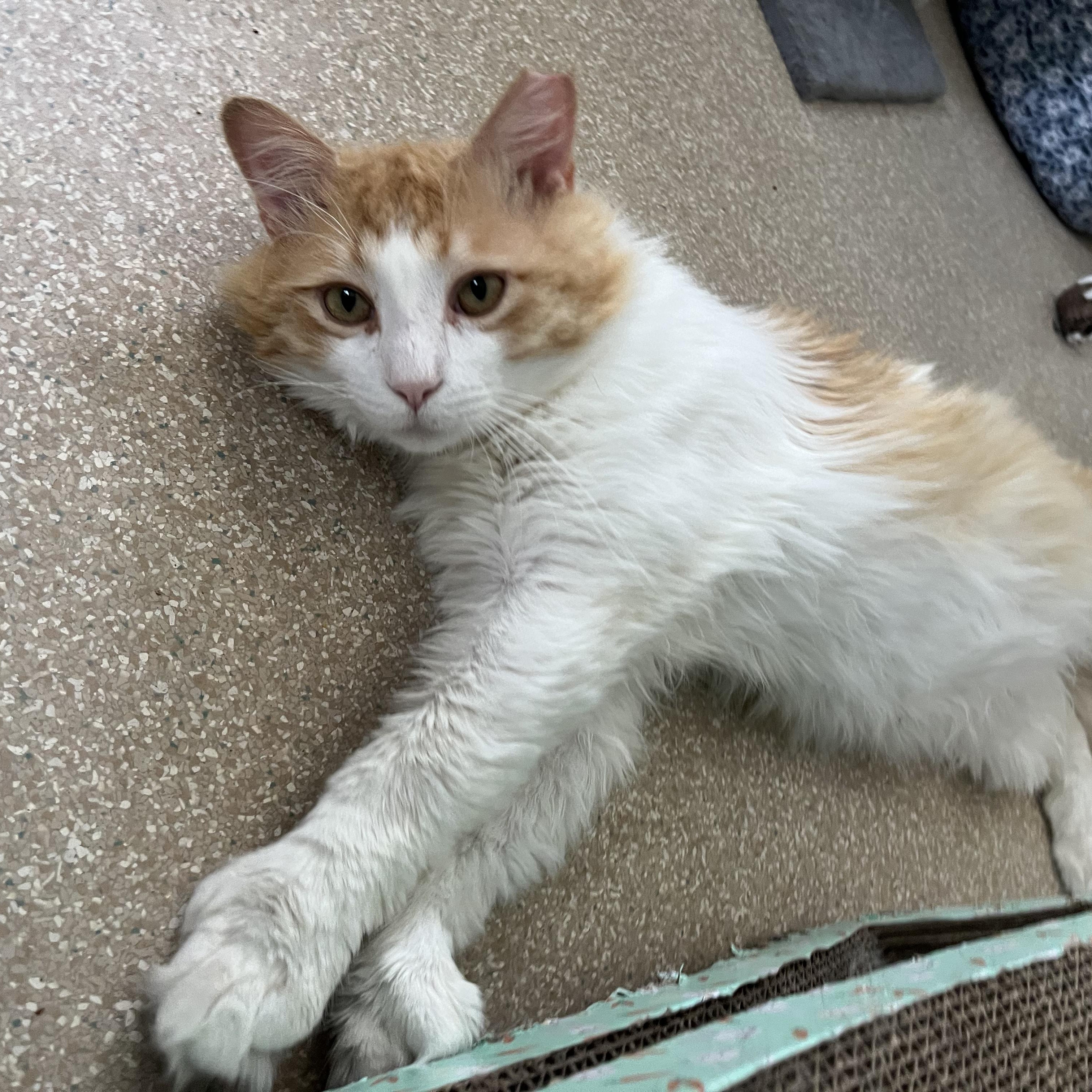 Mr. Fuzz Pants , a Adoptable Domestic Medium Hair in Salisbury, MA image 3/6