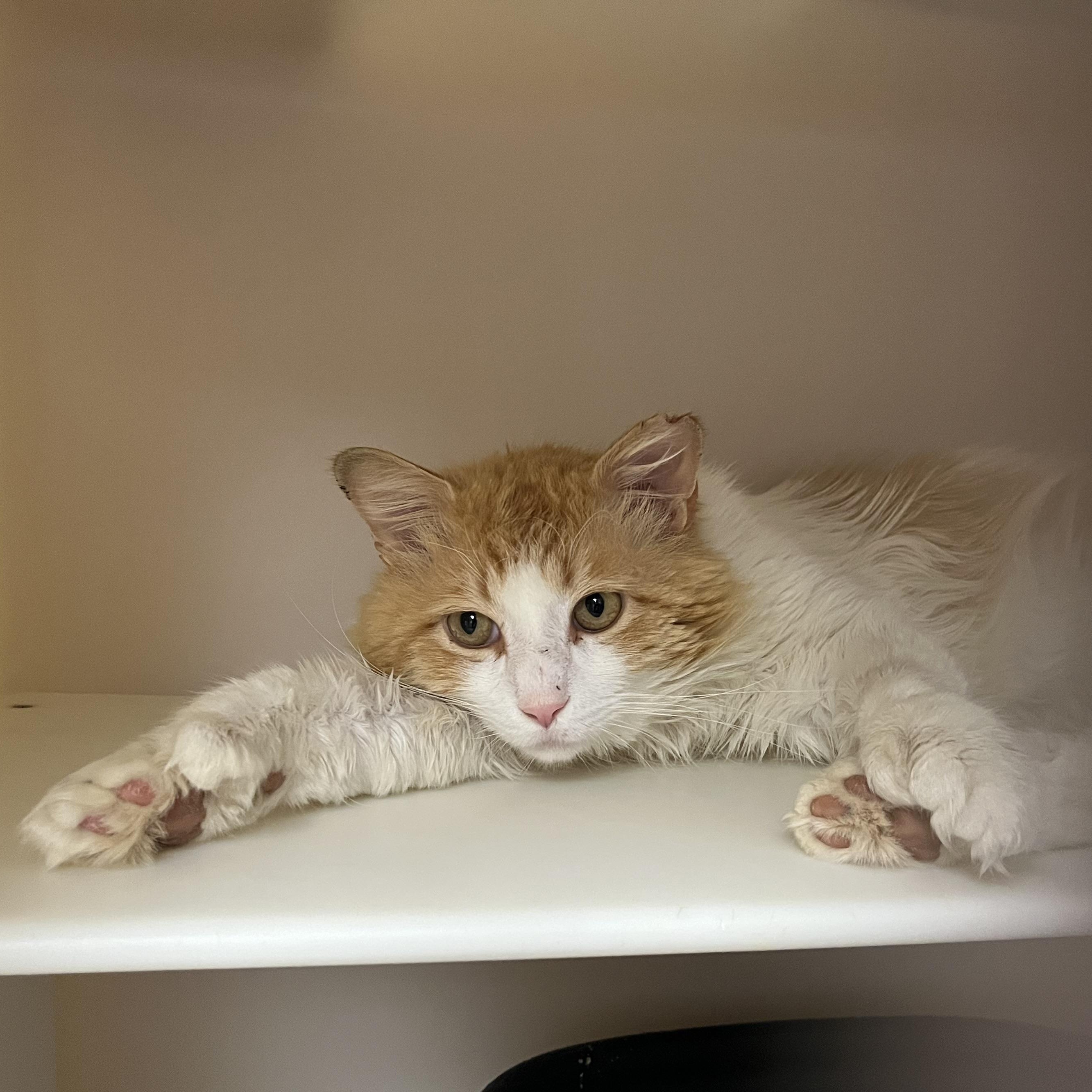 Mr. Fuzz Pants , a Adoptable Domestic Medium Hair in Salisbury, MA image 6/6