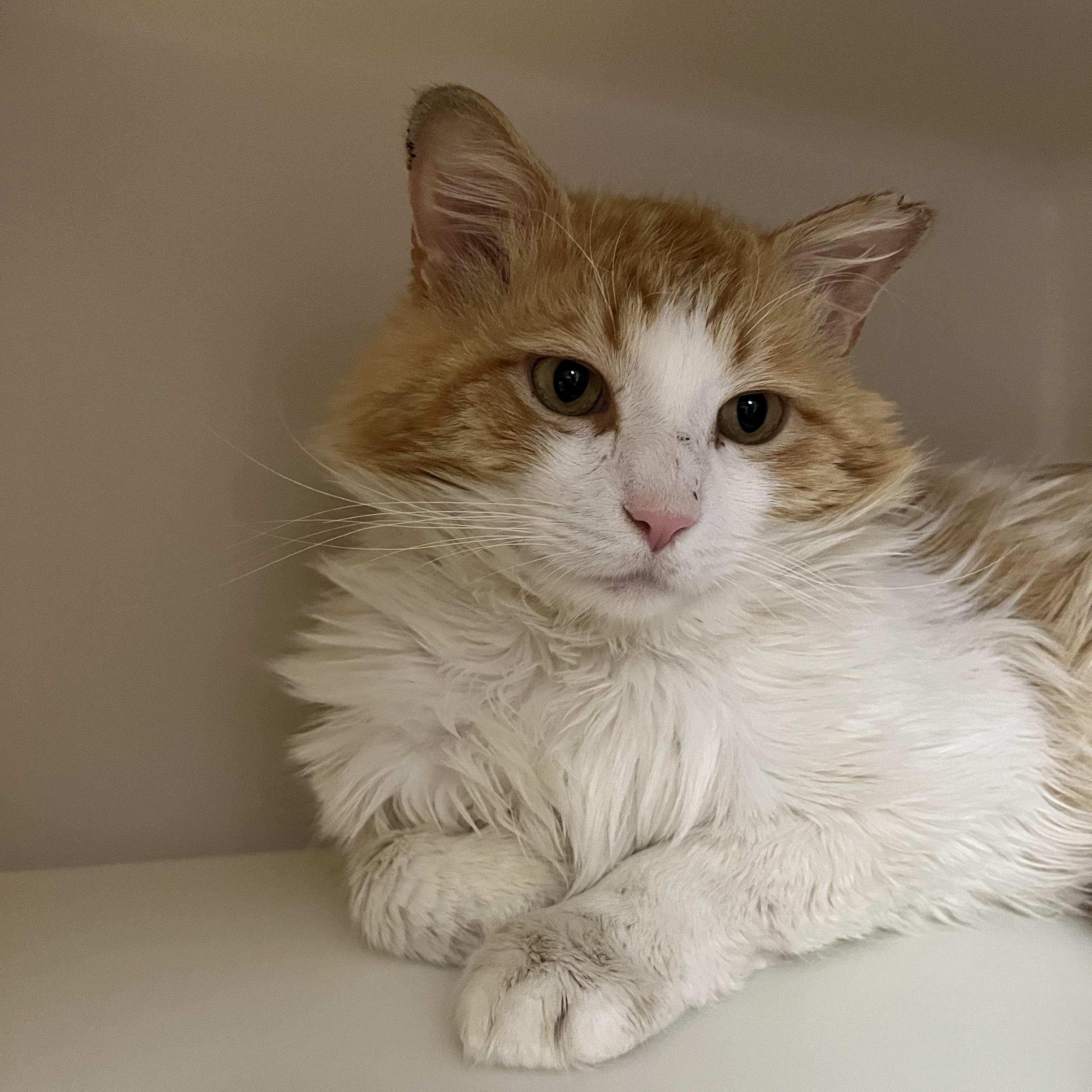 Mr. Fuzz Pants , a Adoptable Domestic Medium Hair in Salisbury, MA image 5/6