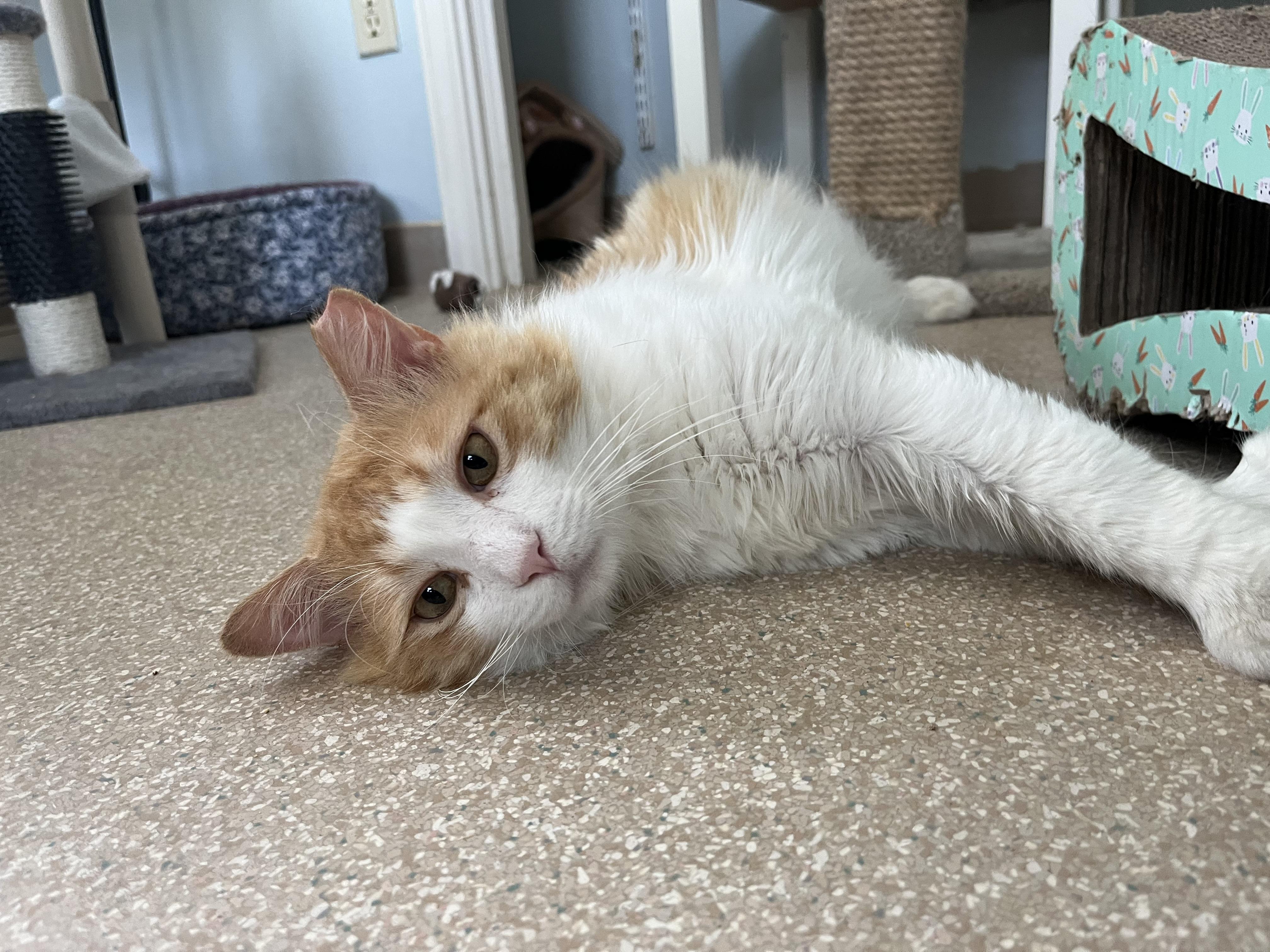 Mr. Fuzz Pants , a Adoptable Domestic Medium Hair in Salisbury, MA image 2/6