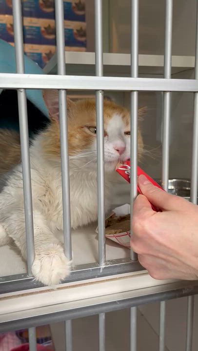 Enlarge Mr. Fuzz Pants , a Adoptable Domestic Medium Hair in Salisbury, MA video 4/6