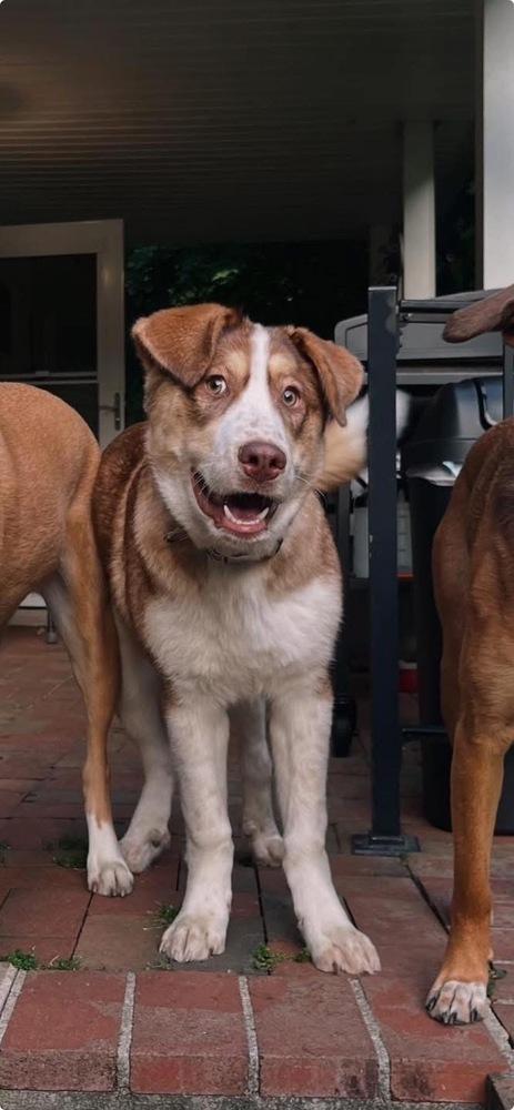 Goofy The Great thumbnail 3