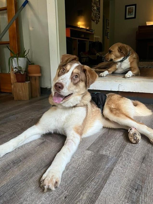 Goofy The Great thumbnail 5