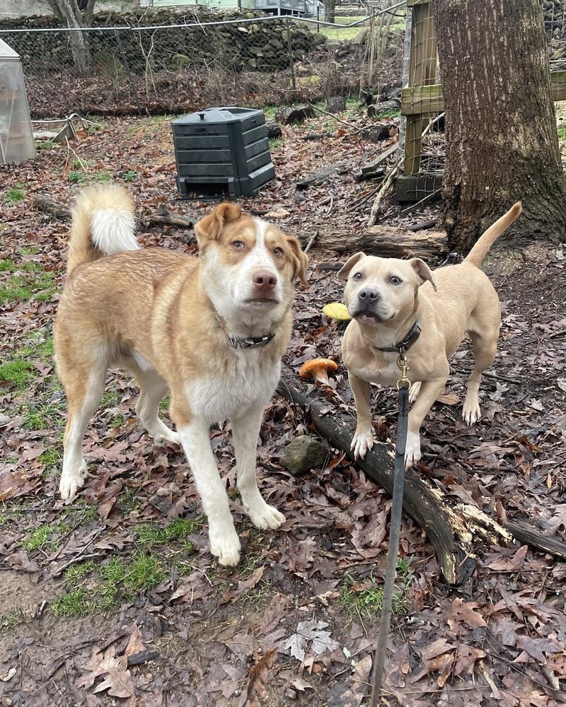 Goofy The Great thumbnail 6