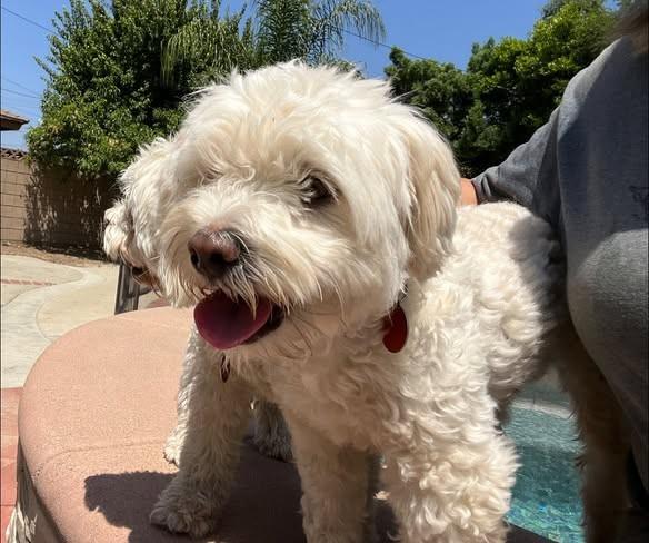 Winston photo 2