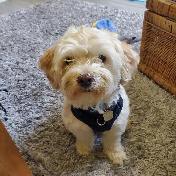Winston, Adult Male unknown