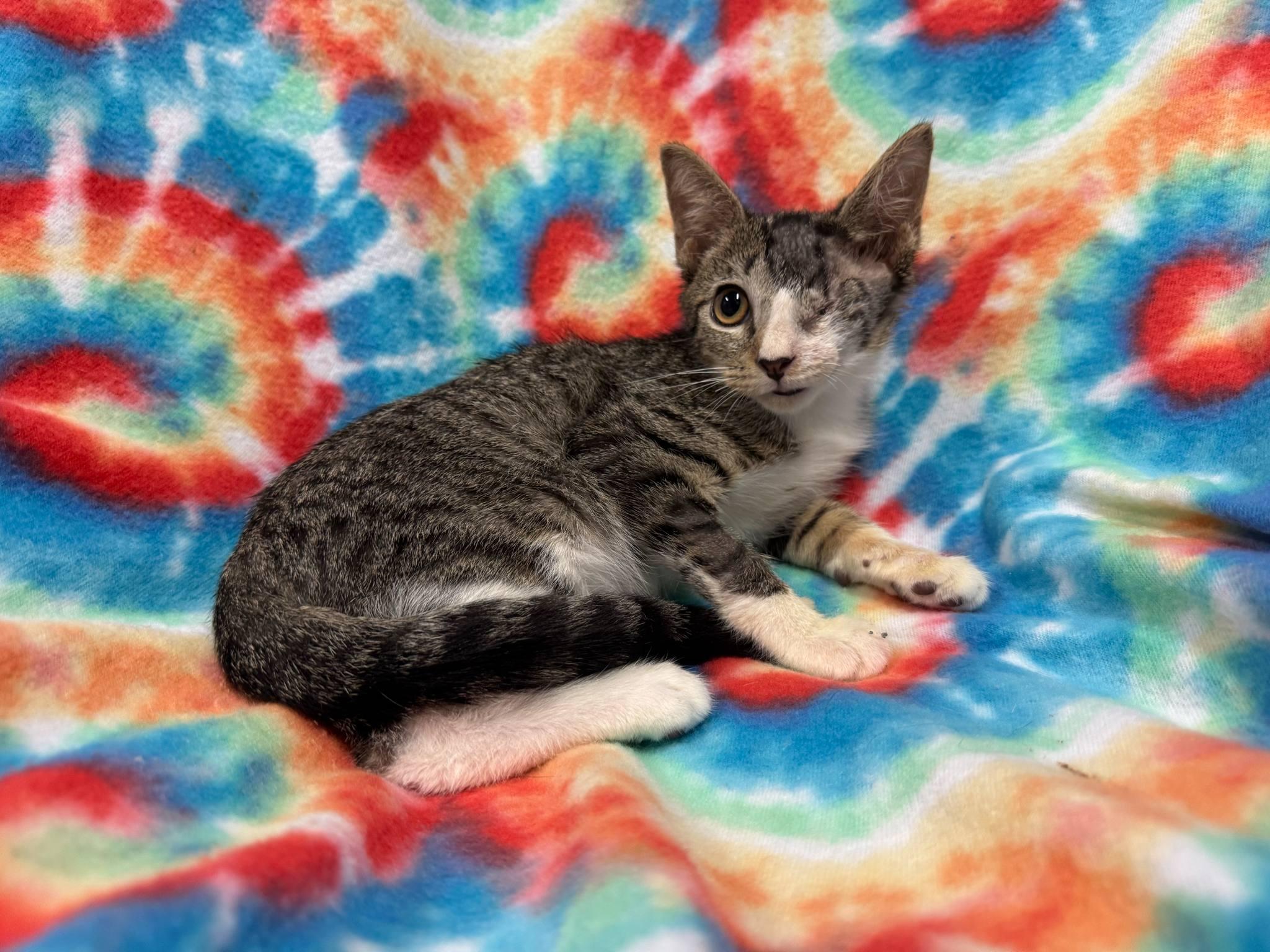 Enlarge Paul Blart the Mall Cop, a Adopted Domestic Short Hair in Tampa, FL image 1/1