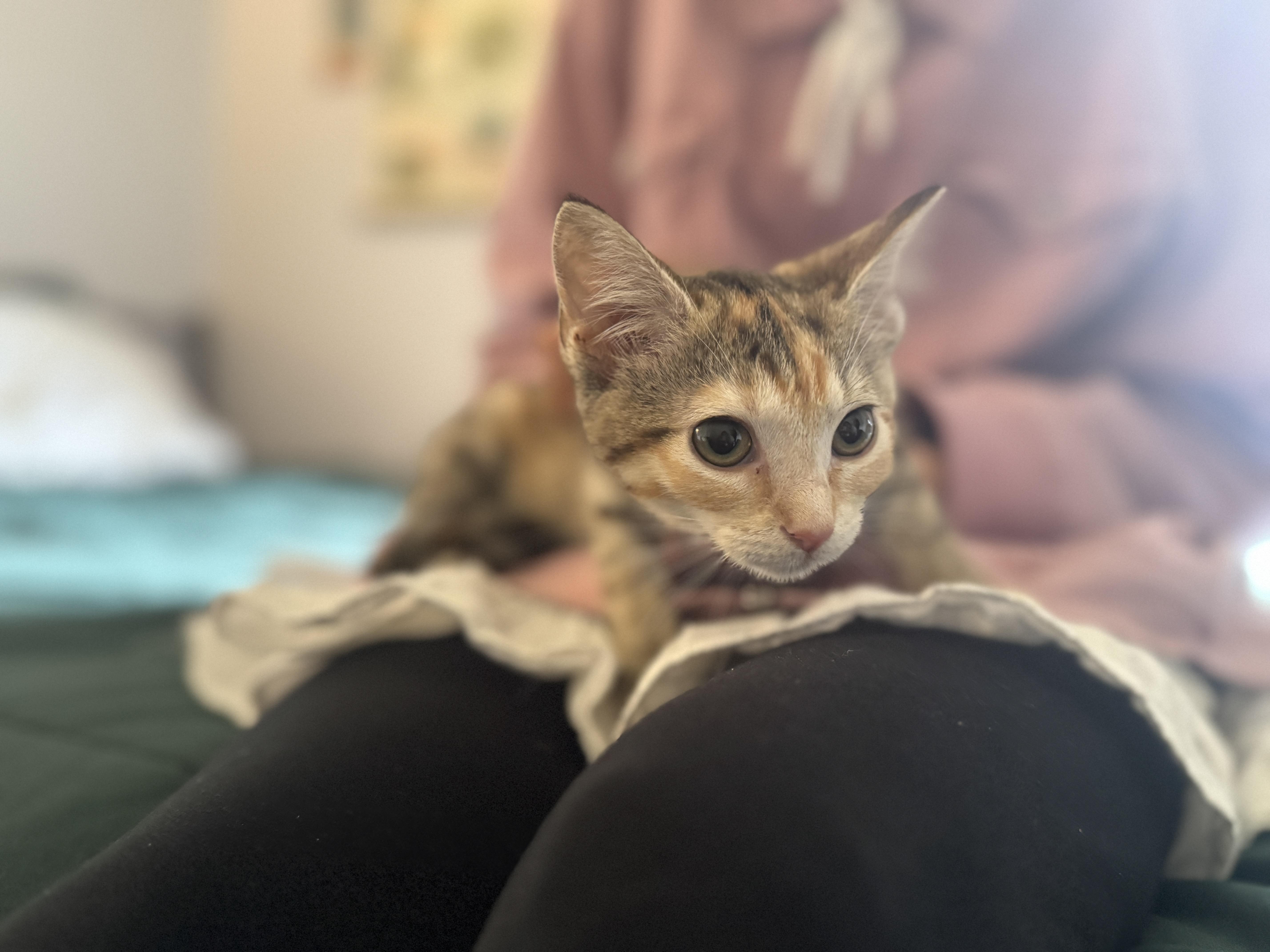 Zoomy