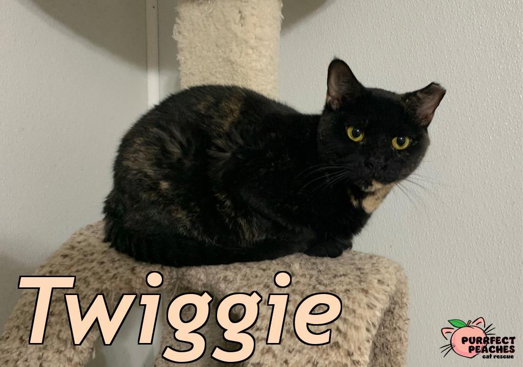 Twiggie, Adoptable, Adult Female Domestic Short Hair.