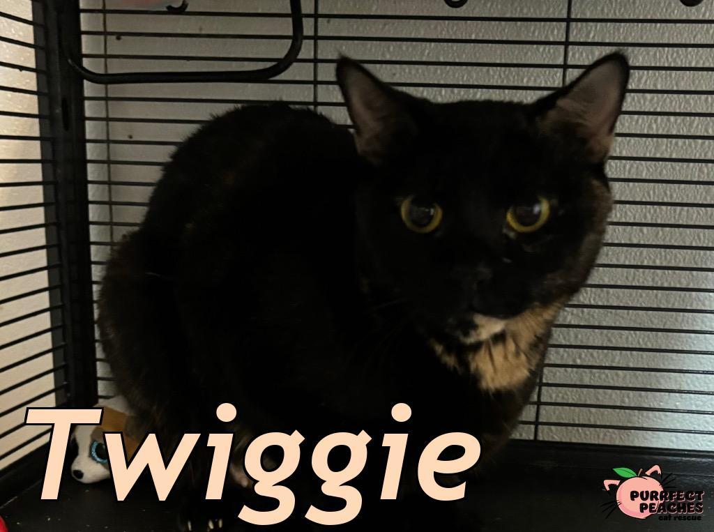 Enlarge Twiggie, a Adoptable mixed breed in Douglasville, GA image 2/2