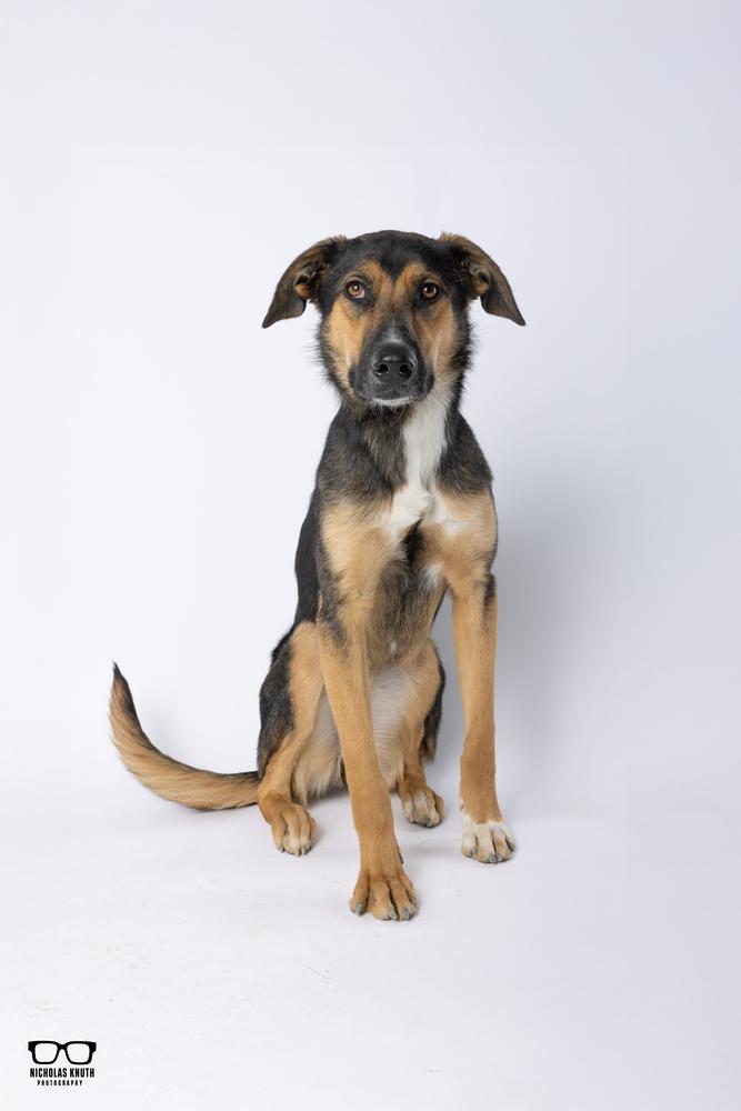 Tierney, Adoptable, Young Female German Shepherd Dog.