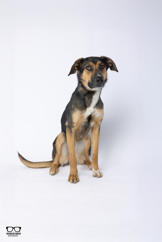 Enlarge Tierney, a Adoptable mixed breed in Palatine, IL image 2/6