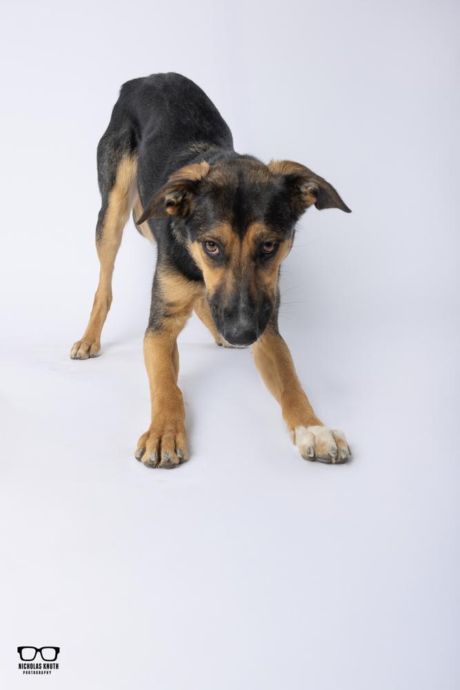 Enlarge Tierney, a Adoptable mixed breed in Palatine, IL image 4/6