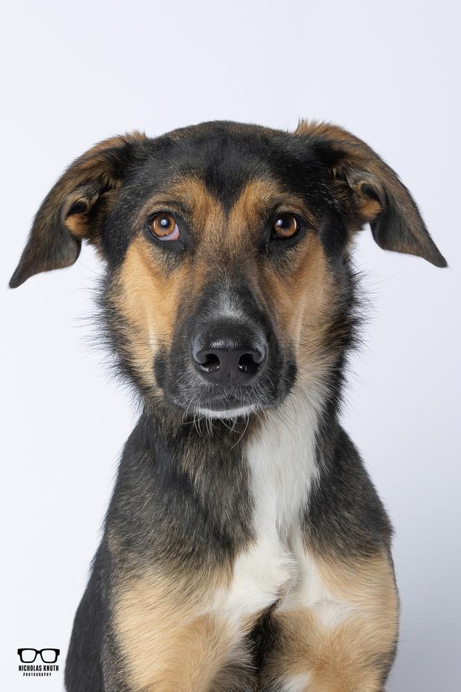 Enlarge Tierney, a Adoptable mixed breed in Palatine, IL image 5/6