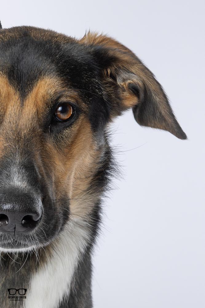 Enlarge Tierney, a Adoptable mixed breed in Palatine, IL image 6/6