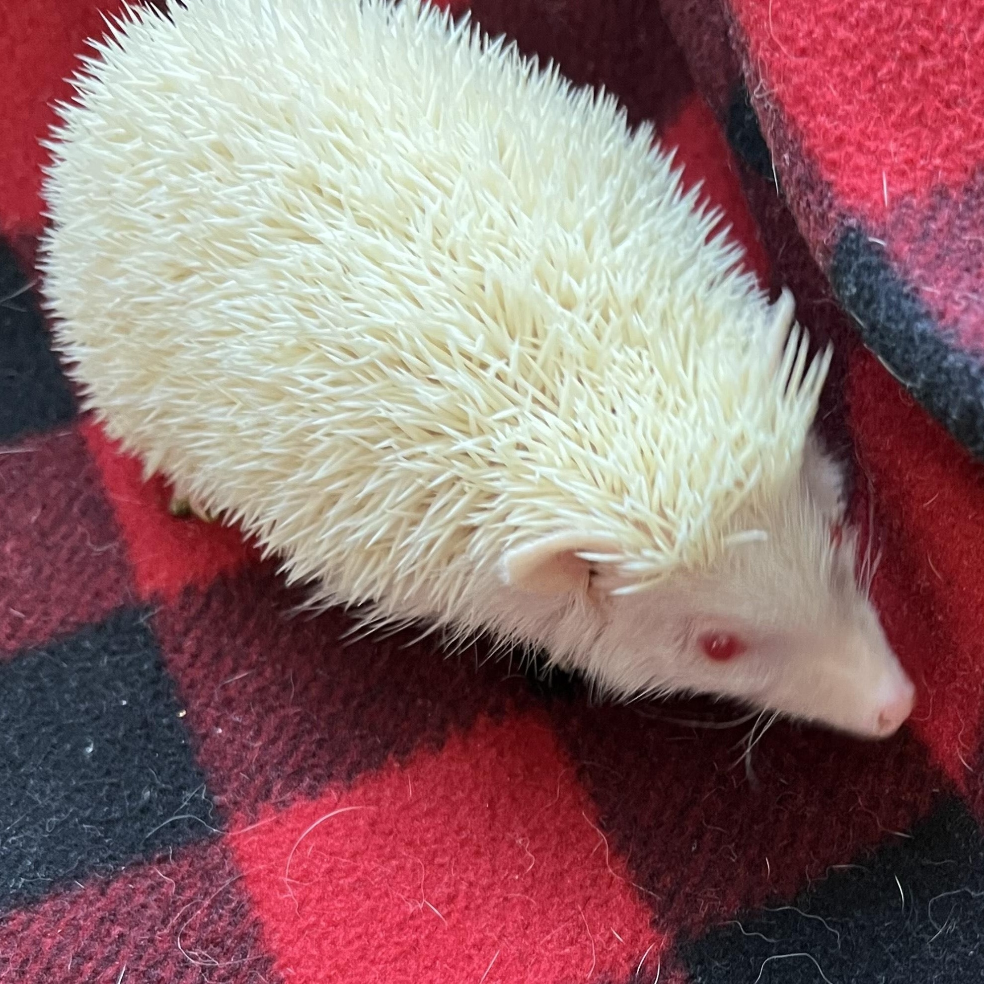 Enlarge Vanilla, a ADOPTABLE Hedgehog in Aransas Pass, TX image 3/4