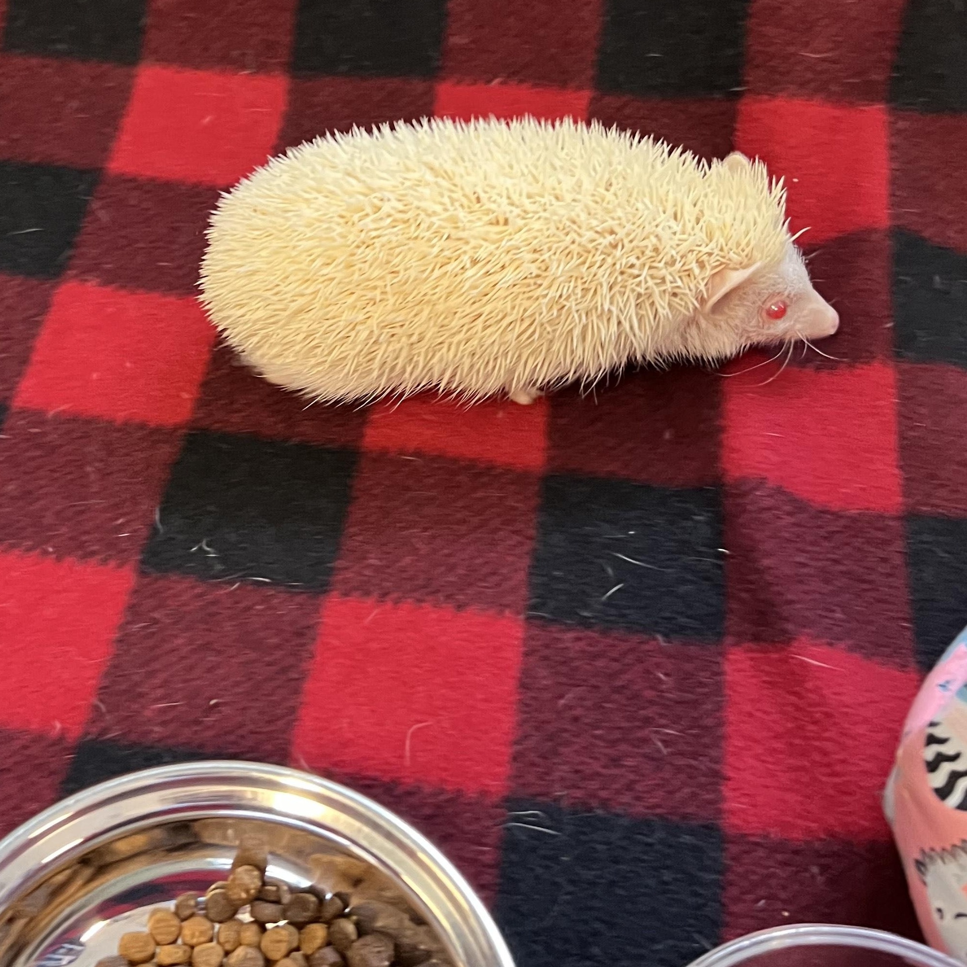 Enlarge Vanilla, a ADOPTABLE Hedgehog in Aransas Pass, TX image 2/4
