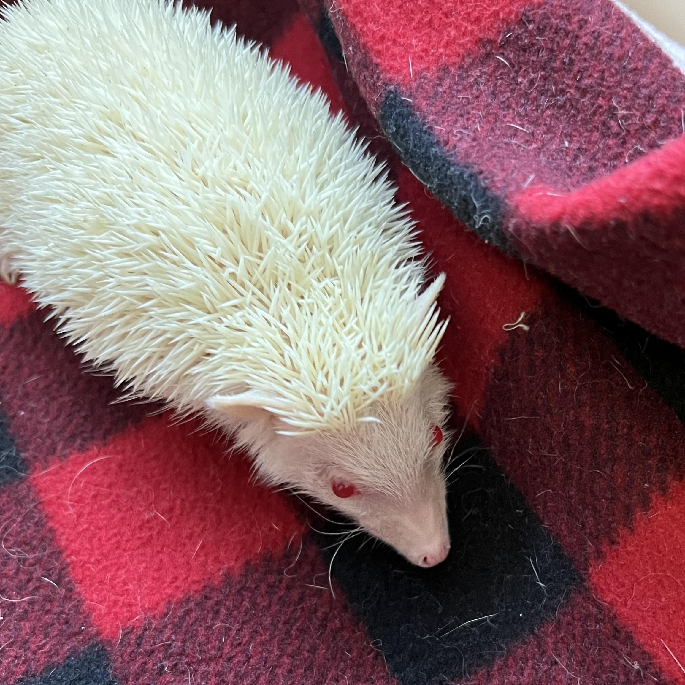 Enlarge Vanilla, a ADOPTABLE Hedgehog in Aransas Pass, TX image 4/4
