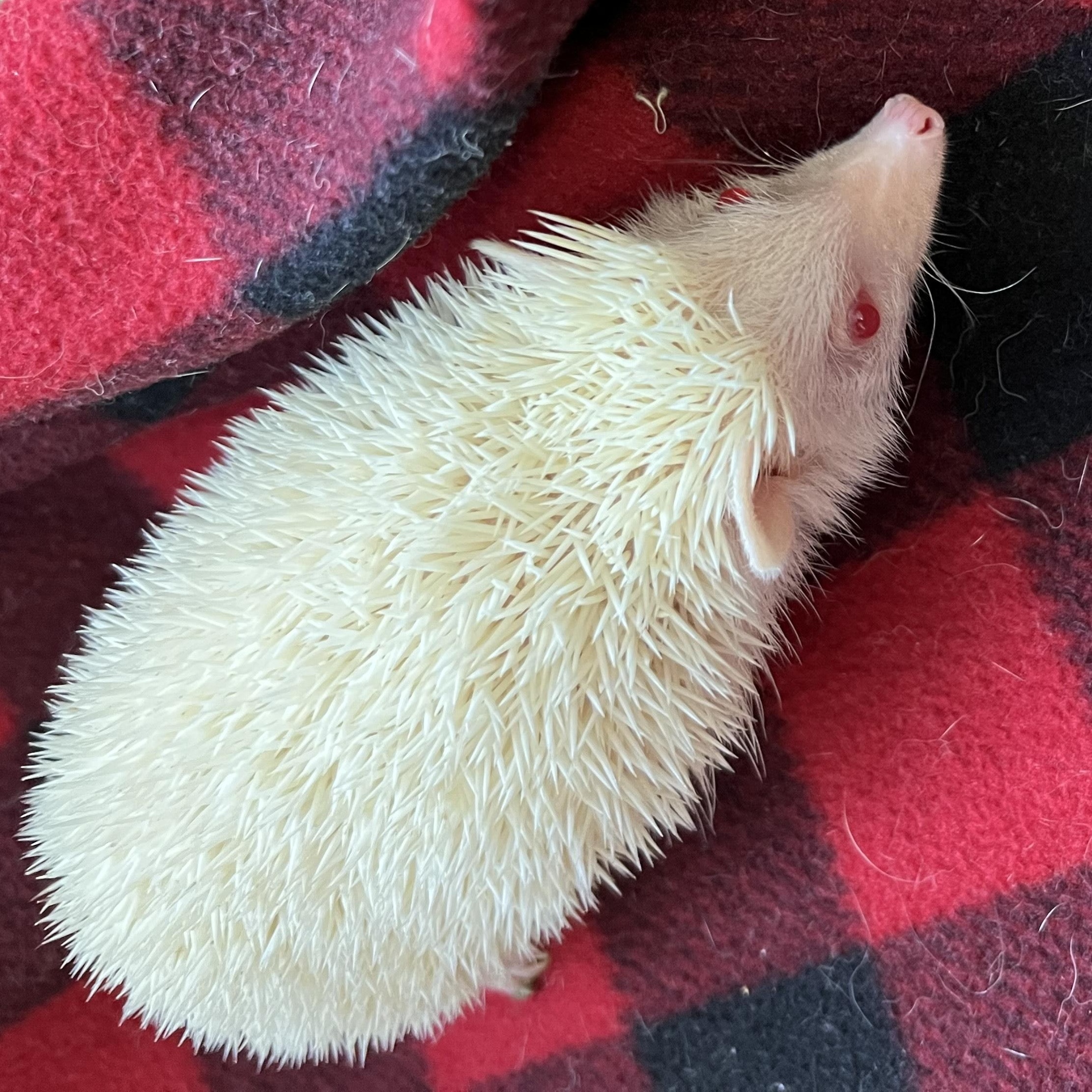 Enlarge Vanilla, a ADOPTABLE Hedgehog in Aransas Pass, TX image 1/4
