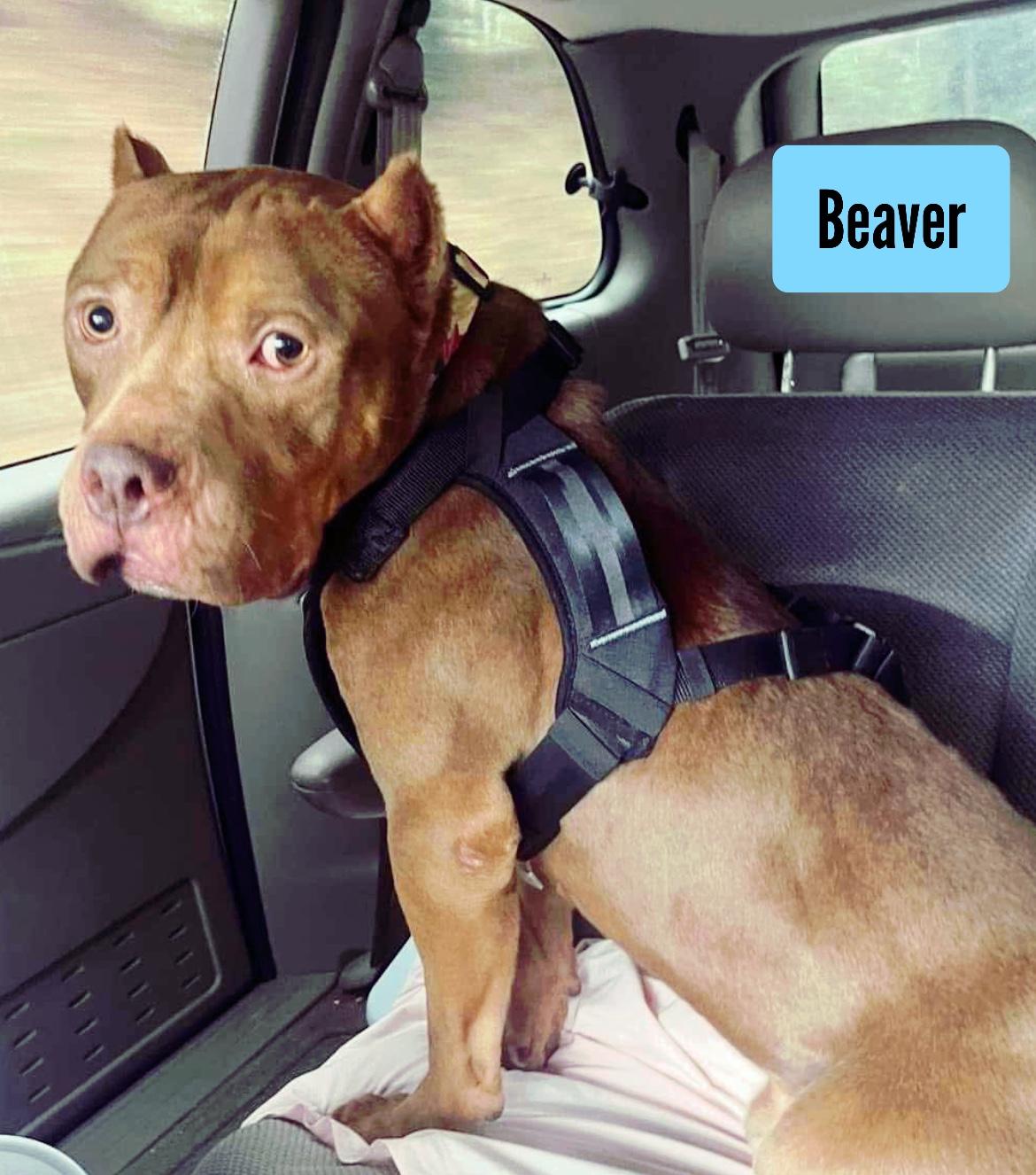 Beaver, a Adoptable mixed breed in Stockbridge, GA image 2/3