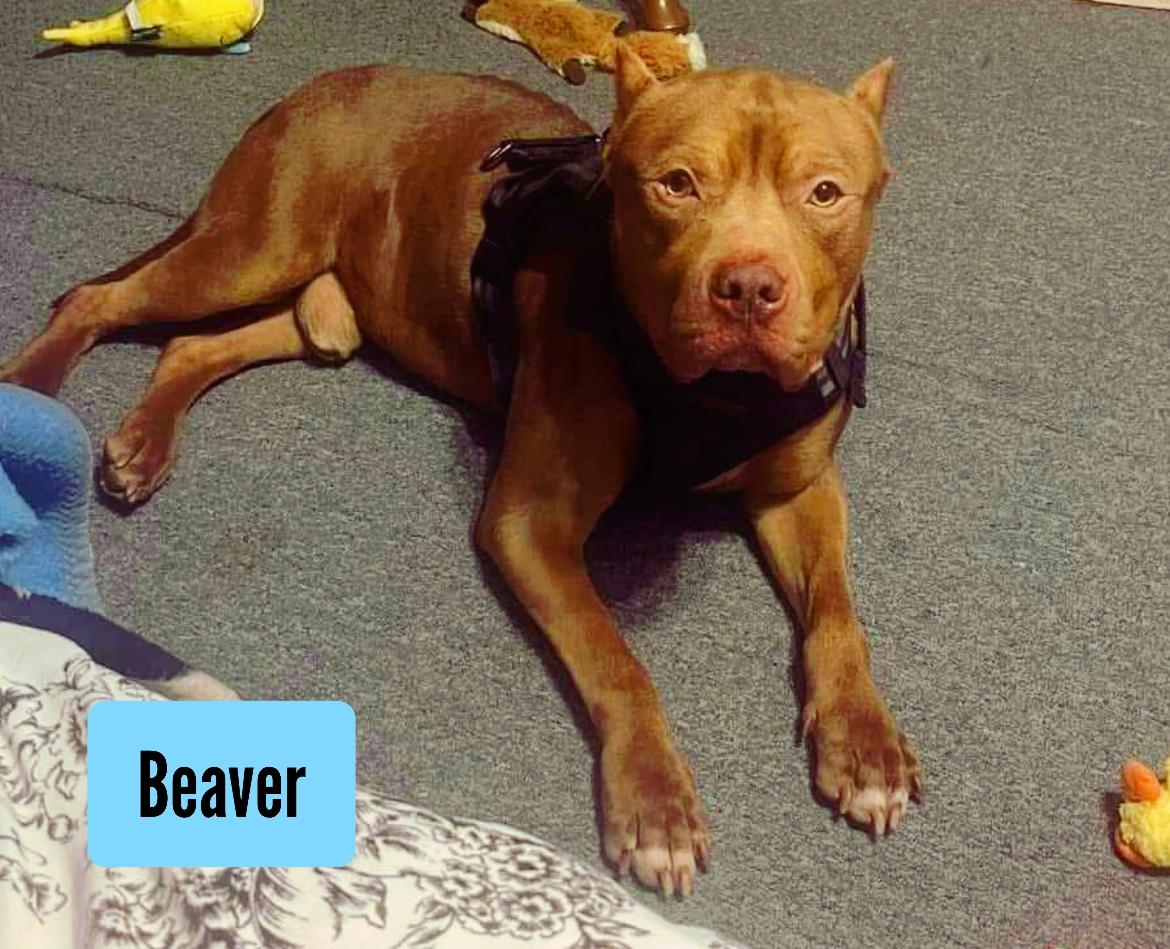 Beaver, a Adoptable mixed breed in Stockbridge, GA image 3/3