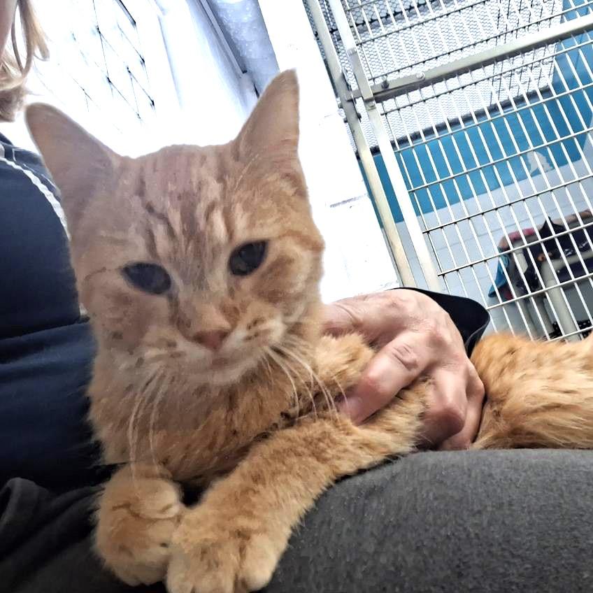 Enlarge Penelope, a Adoptable Domestic Short Hair in Albert Lea, MN image 2/6