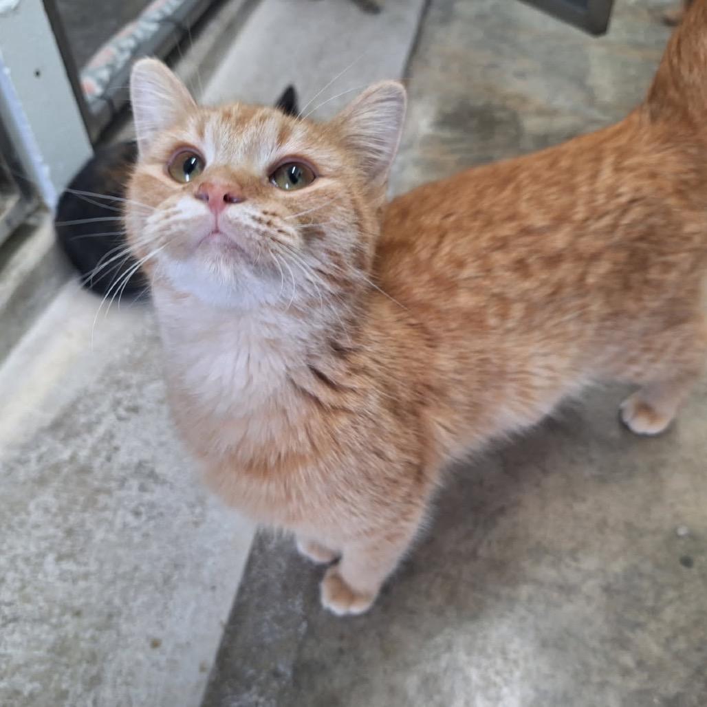 Enlarge Penelope, a Adoptable Domestic Short Hair in Albert Lea, MN image 3/6