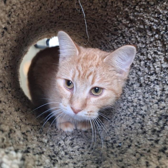 Enlarge Penelope, a Adoptable Domestic Short Hair in Albert Lea, MN image 5/6