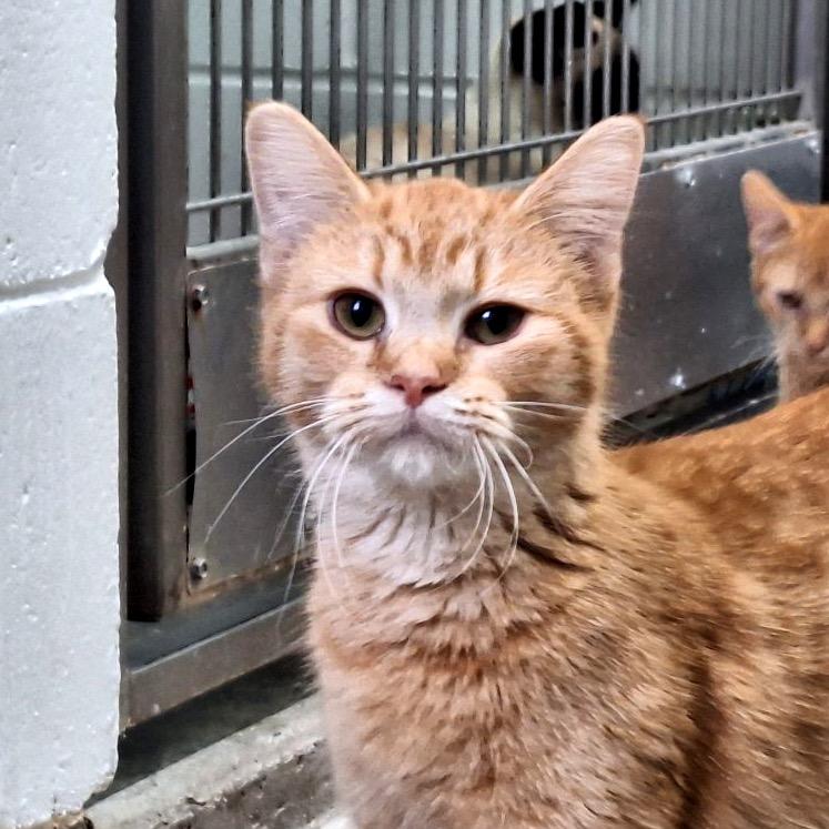 Enlarge Penelope, a Adoptable Domestic Short Hair in Albert Lea, MN image 6/6