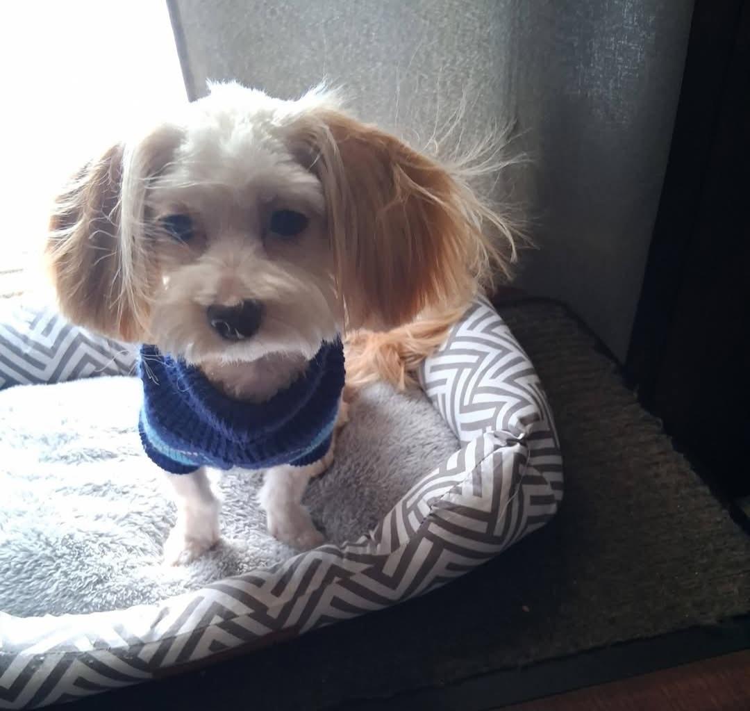 Enlarge MAX, an adopted mixed breed in Fulton, NY image 1/2