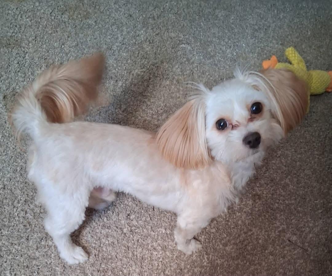 Enlarge MAX, an adopted mixed breed in Fulton, NY image 2/2