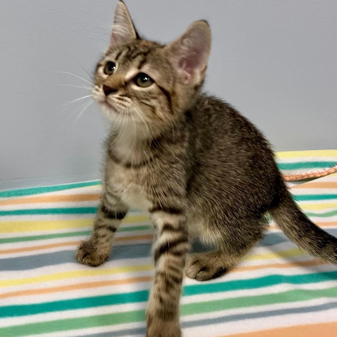 Enlarge Maggie, a Adoptable Domestic Short Hair in Gastonia, NC image 3/4