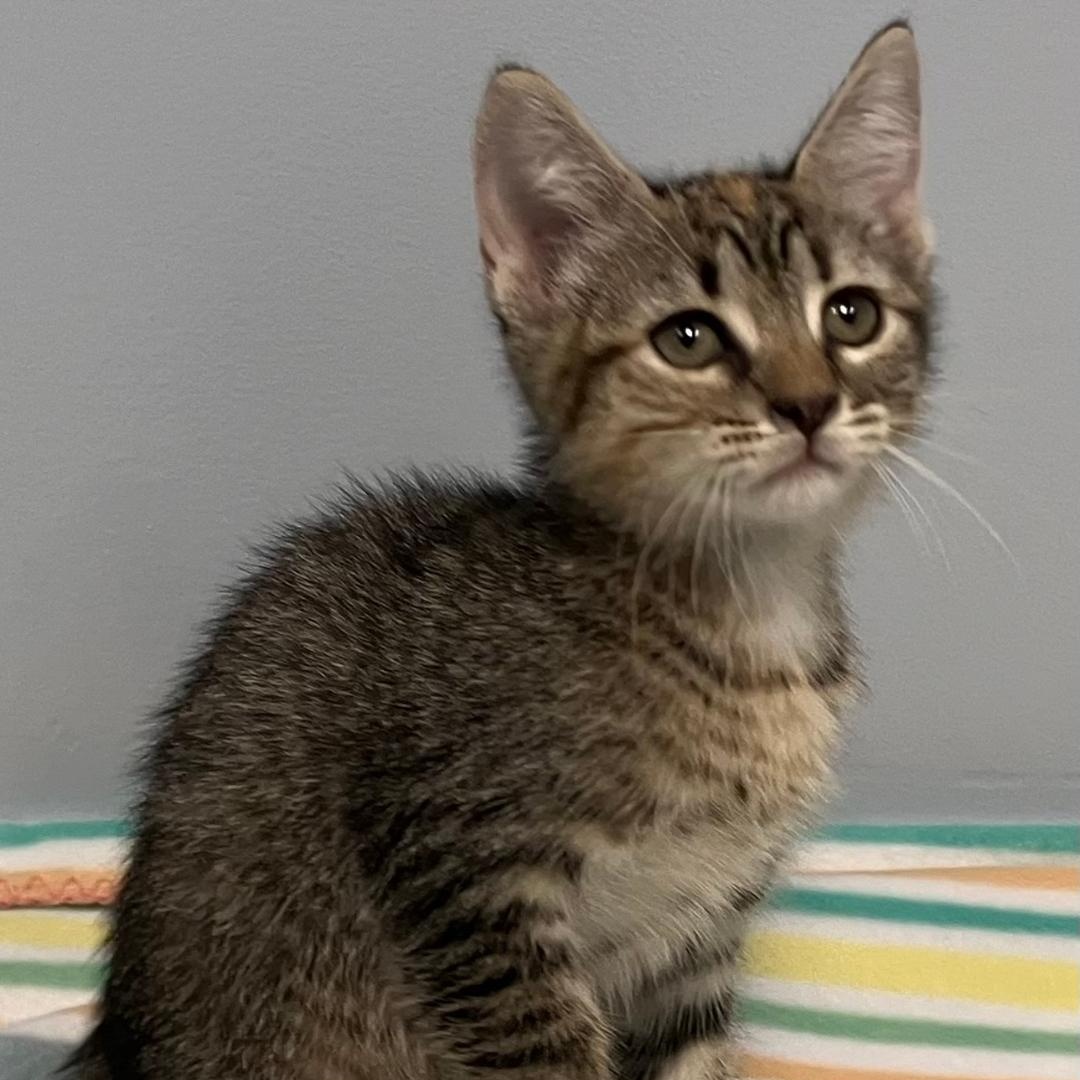 Maggie, Adoptable, Kitten Female Domestic Short Hair.