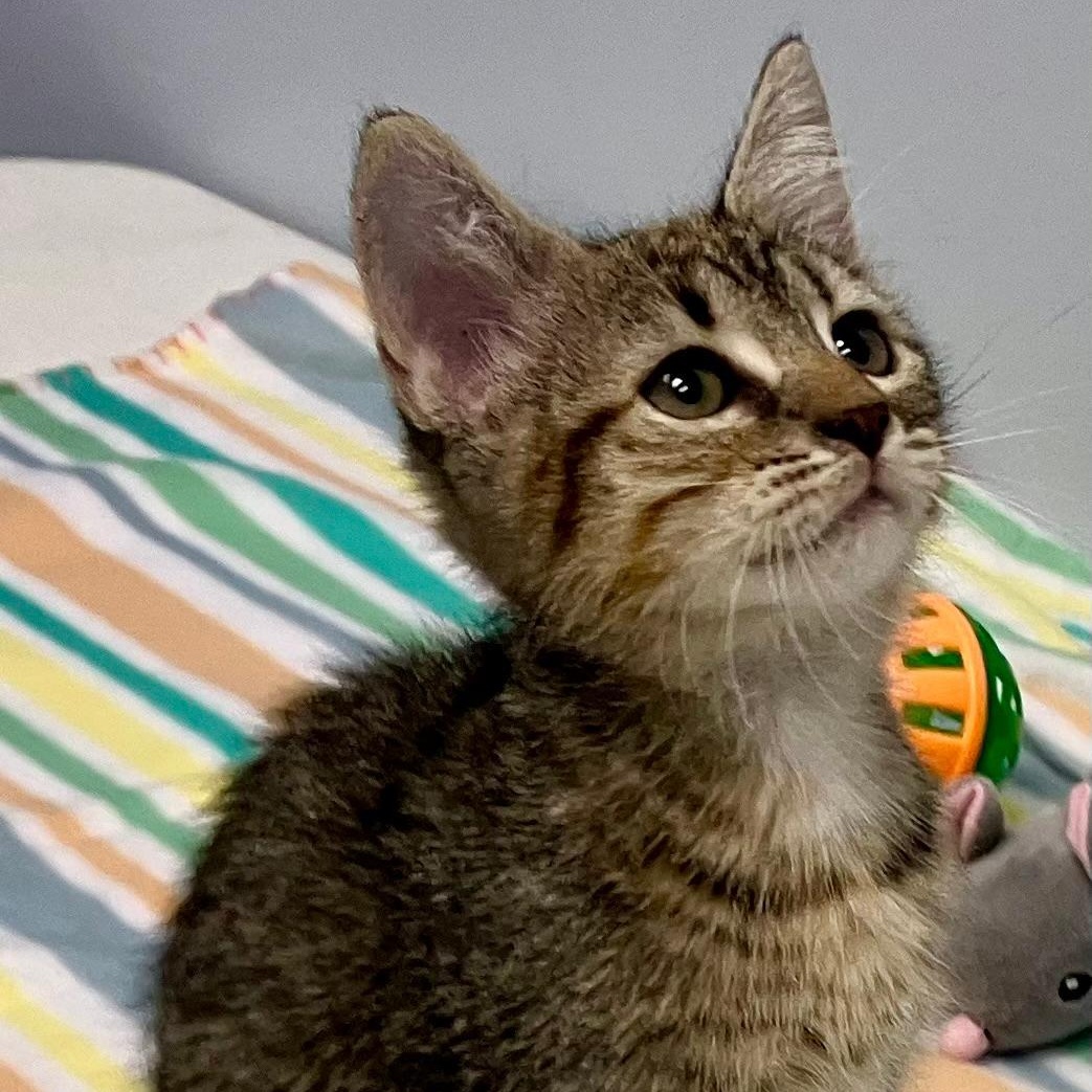 Enlarge Maggie, a Adoptable Domestic Short Hair in Gastonia, NC image 2/4