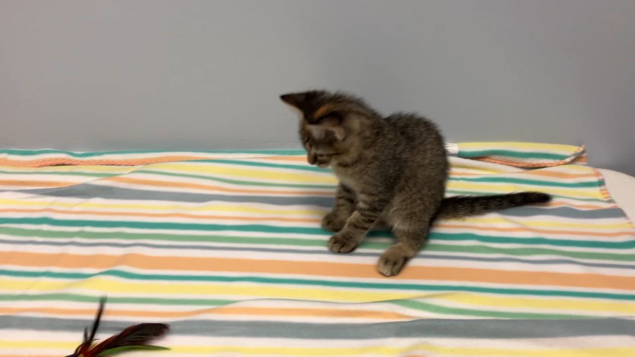 Enlarge Maggie, a Adoptable Domestic Short Hair in Gastonia, NC video 4/4