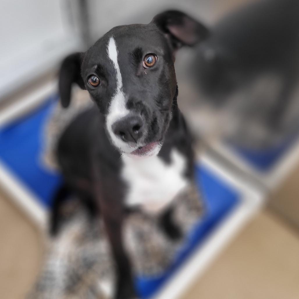 Charlie Brown, Adoptable, Young Male Mixed Breed.