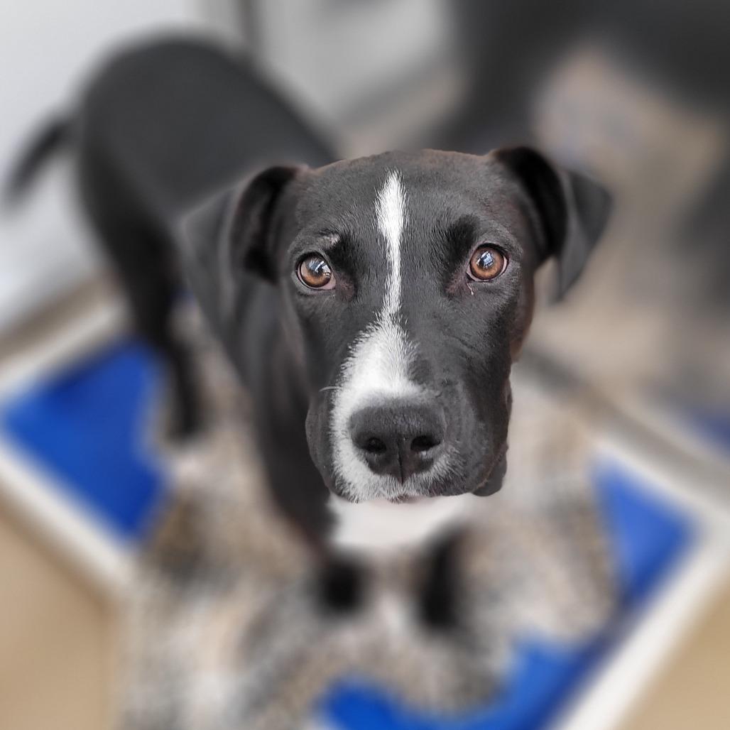 Charlie Brown, a Adoptable Mixed Breed in Corpus Christi, TX image 2/6