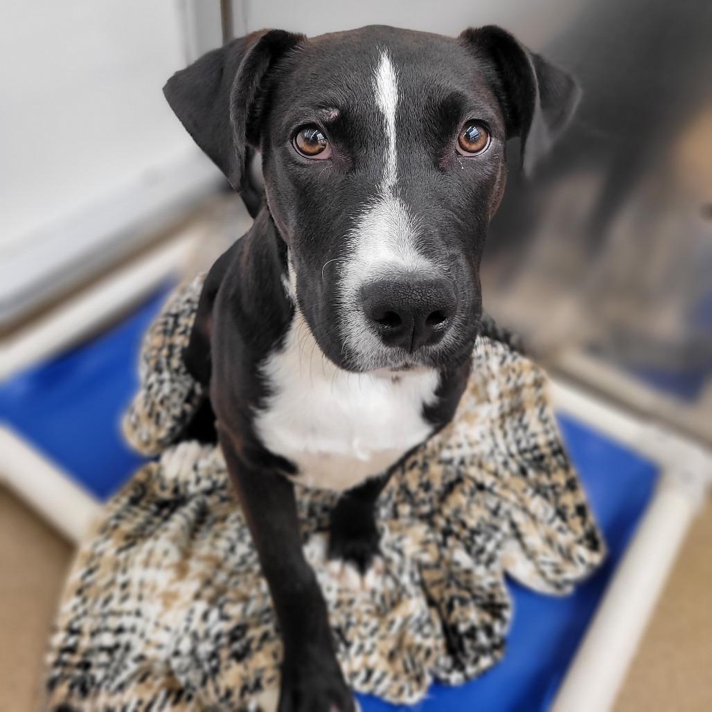 Charlie Brown, a Adoptable Mixed Breed in Corpus Christi, TX image 3/6