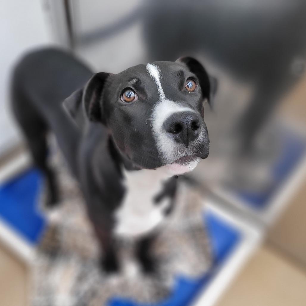 Charlie Brown, a Adoptable Mixed Breed in Corpus Christi, TX image 4/6