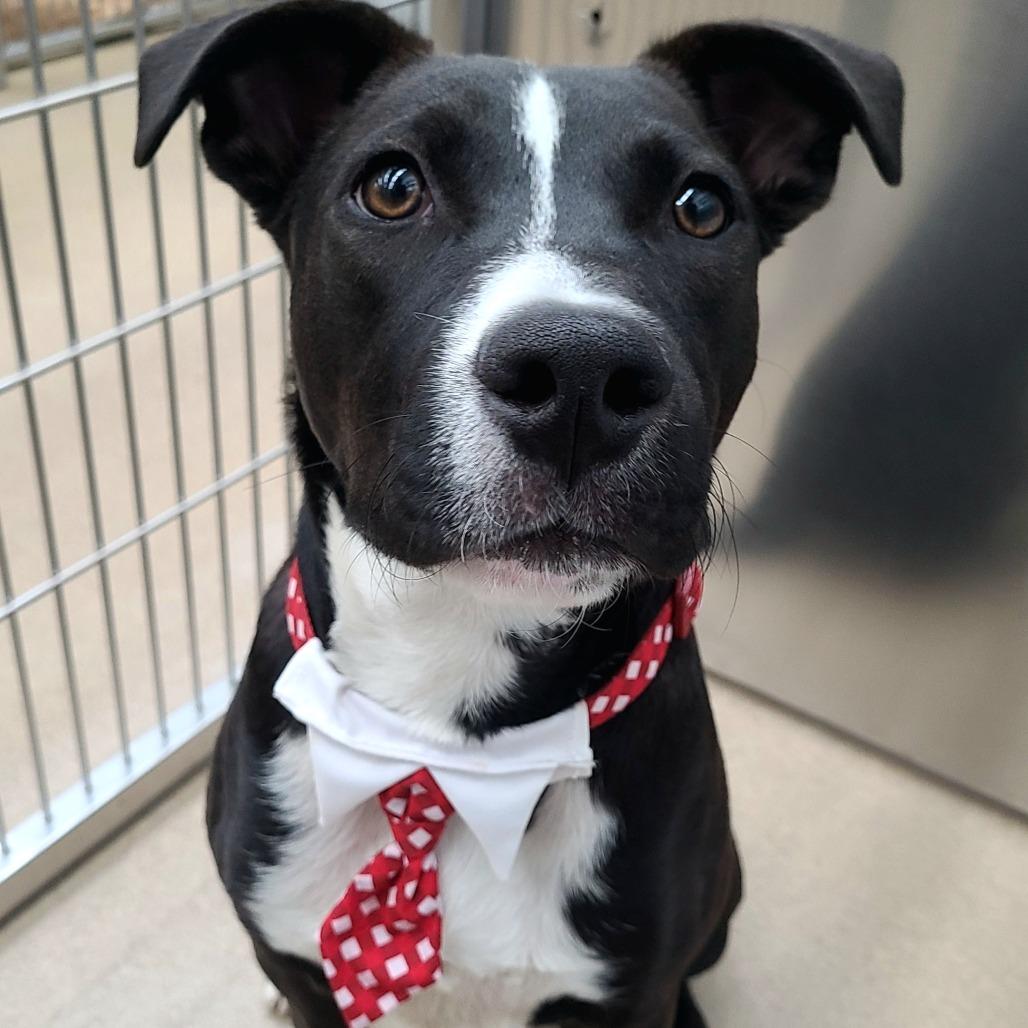 Charlie Brown, a Adoptable Mixed Breed in Corpus Christi, TX image 5/6