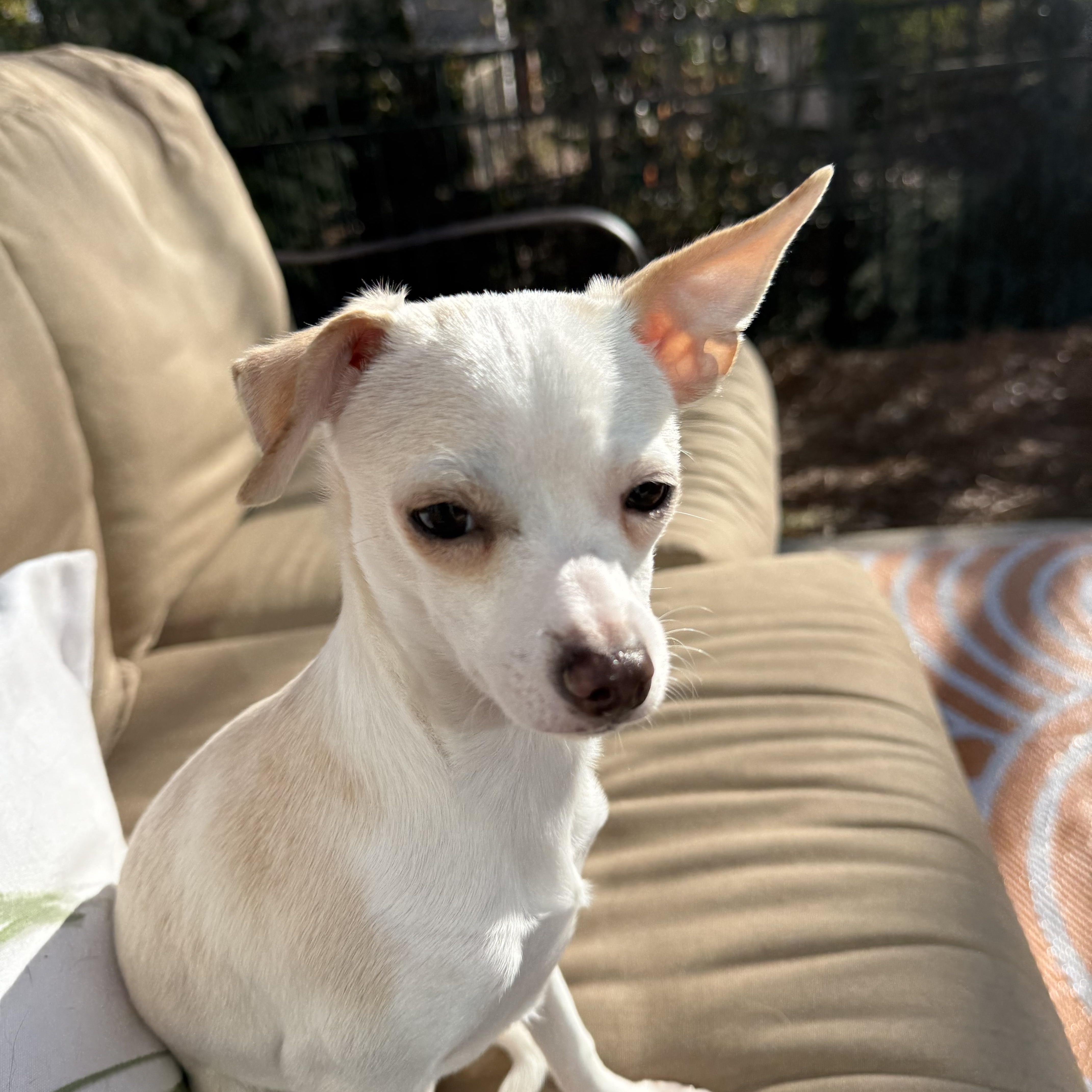 Enlarge Mister Alfie, a Adoptable mixed breed in Charlotte, NC image 3/5