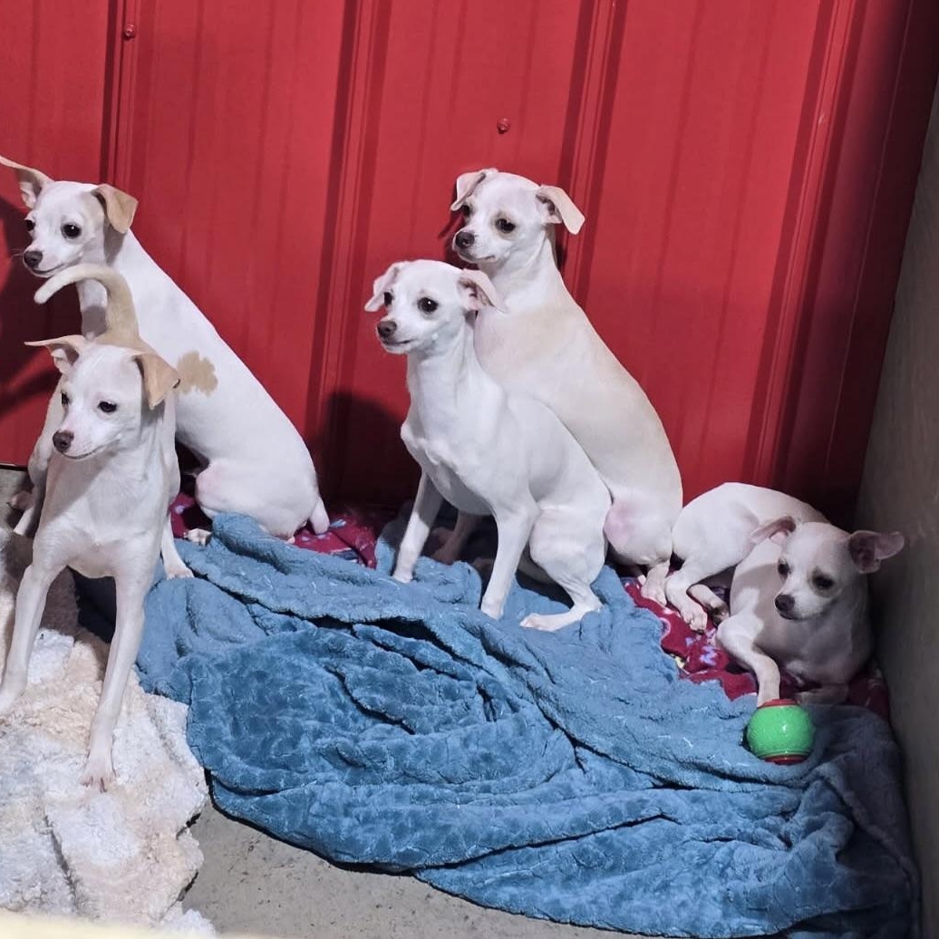 Enlarge Mister Alfie, a Adoptable mixed breed in Charlotte, NC image 5/5