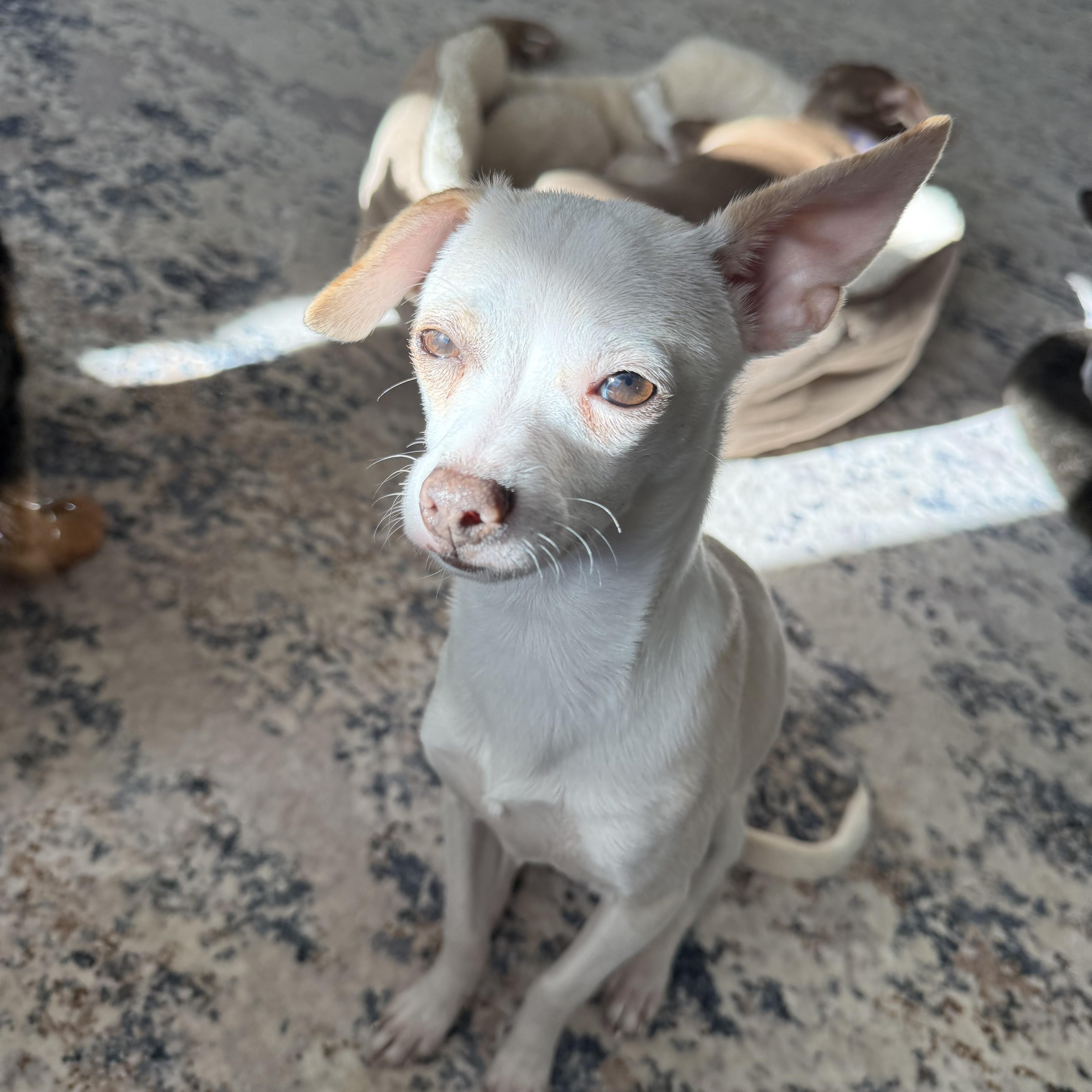 Mister Alfie, Adoptable, Puppy Male Chihuahua & Italian Greyhound.