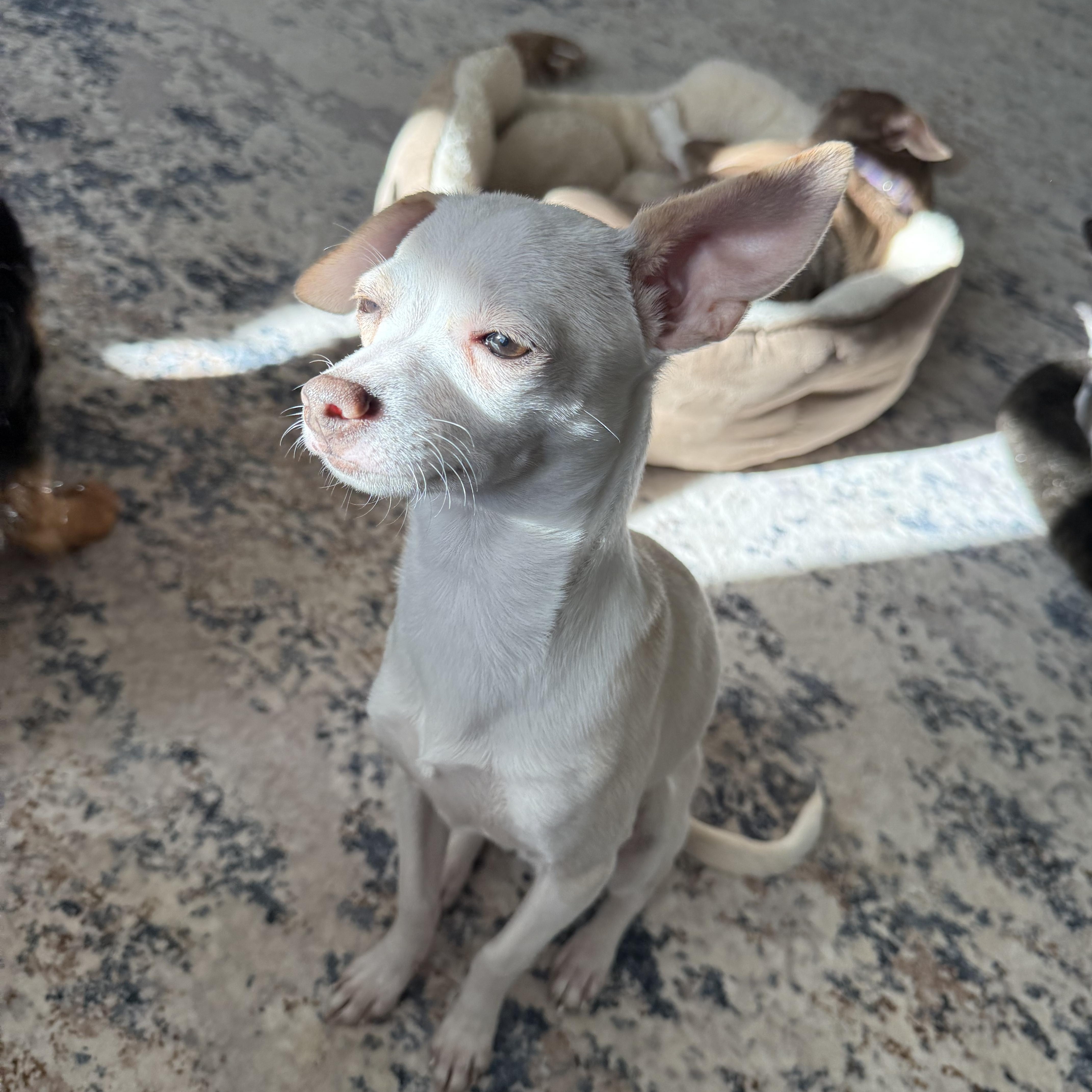 Enlarge Mister Alfie, a Adoptable mixed breed in Charlotte, NC image 4/5